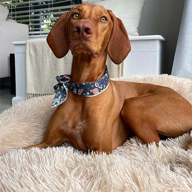 Dallas Collection | Orthopedic Deep Sleep Pet Bed with Cozy Design | Ultimate Comfort for All Pets 3