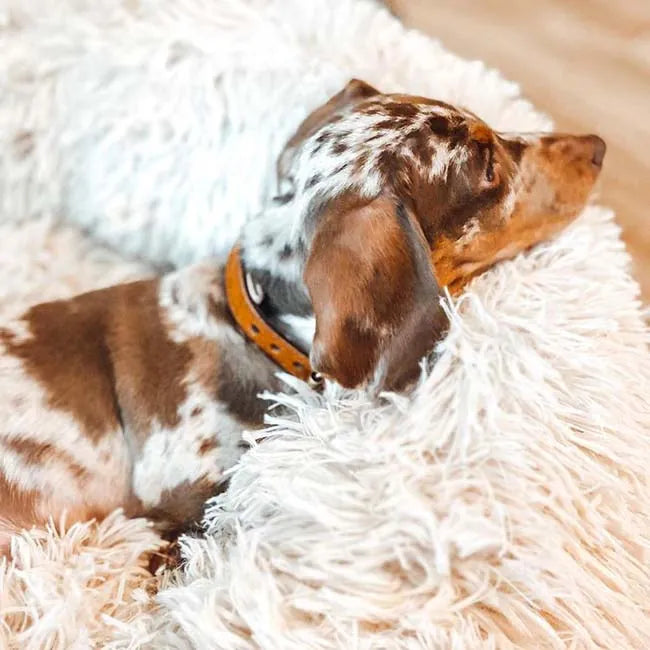 Dallas Collection | Orthopedic Deep Sleep Pet Bed with Cozy Design | Ultimate Comfort for All Pets 14